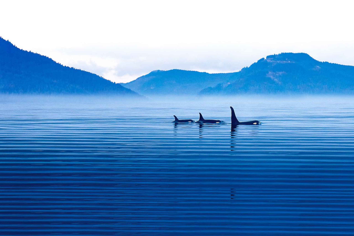 Victoria: tour de fauna invernal con bebidas calientes