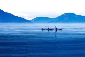 Victoria: tour de fauna invernal con bebidas calientes