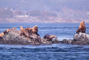 Victoria: tour de fauna invernal con bebidas calientes