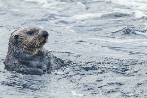 Victoria: tour de fauna invernal con bebidas calientes