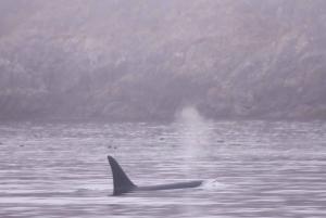 Victoria: tour de fauna invernal con bebidas calientes