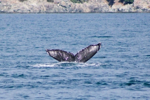 Victoria: tour de fauna invernal con bebidas calientes