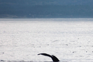 Victoria: tour de fauna invernal con bebidas calientes