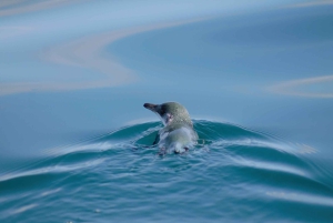 Whitianga: 2-Hour Cathedral Cove and Volcanic Coast Cruise