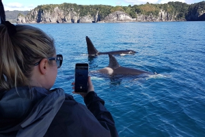 Whitianga: 2-Hour Cathedral Cove and Volcanic Coast Cruise