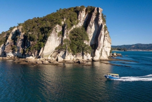 Whitianga: tour in barca con fondo trasparente (2 ore)