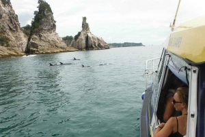 Whitianga: tour in barca con fondo trasparente (2 ore)