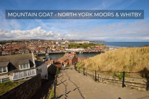 Fra York: Tur til North Moors og Whitby