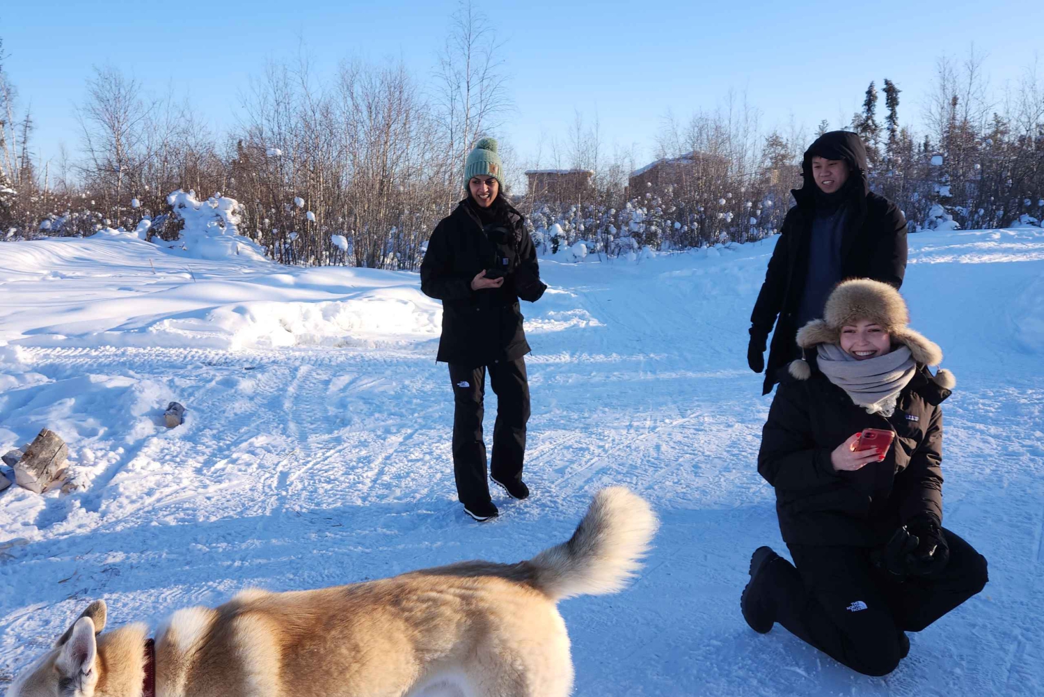 Yellowknife: passeio de trenó puxado por cães