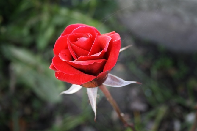 _MG_0716, 