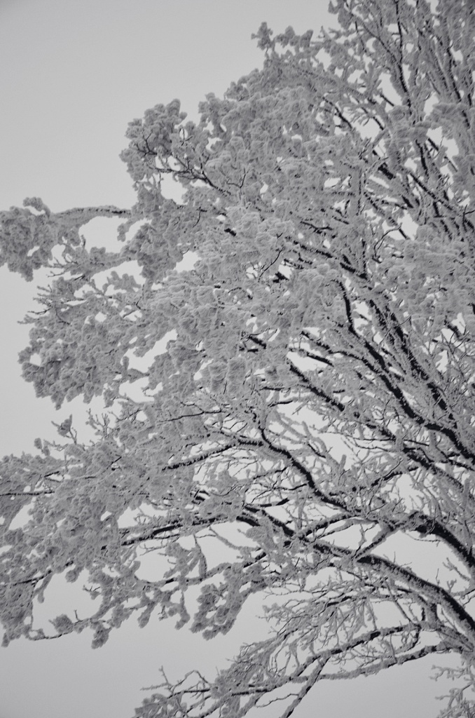 DSC_0625.JPG, 