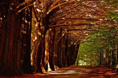 August events in Coole park Coole Park in Gort