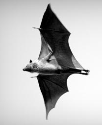 © Swarthika Palanisamy wikimedia commons © Swarthika Palanisamy wikimedia commons