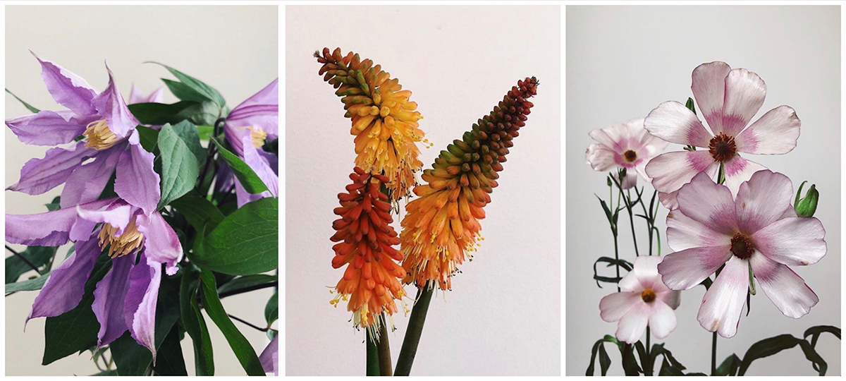 tips på hur du man tar hand om dina snittblommor