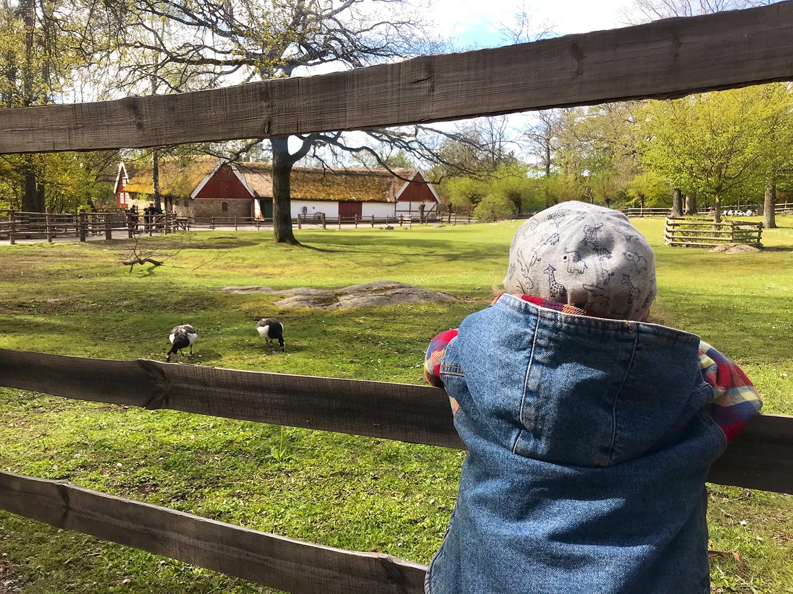 Skansen - Dnilva