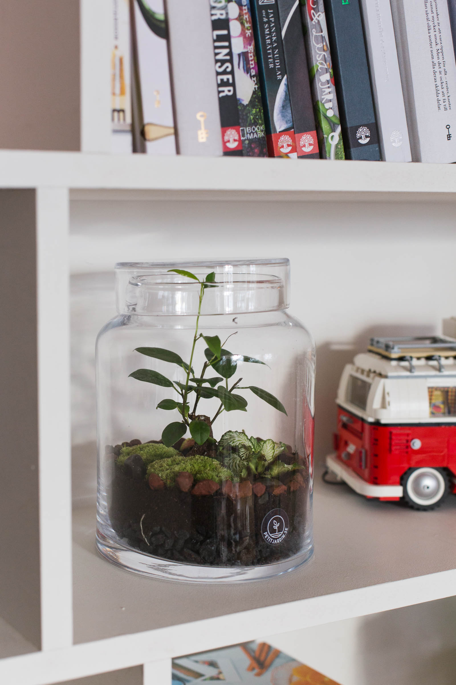 Petit jardin - Terrarium