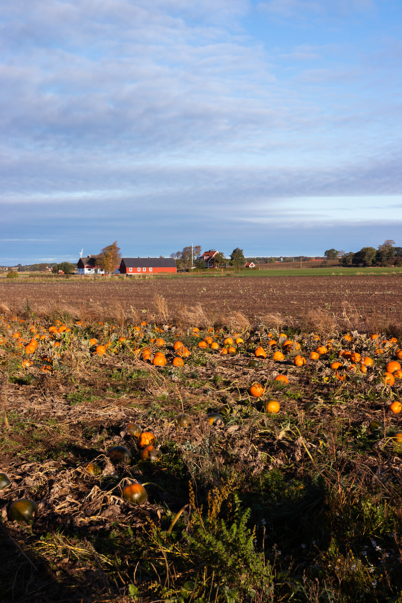 Pumpafält i Skåne, Halloween