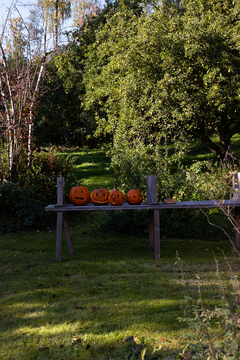 Pumpafält i Skåne, Halloween