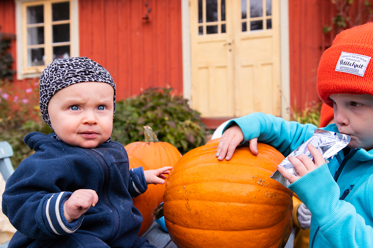 Pumpafält i Skåne, Halloween