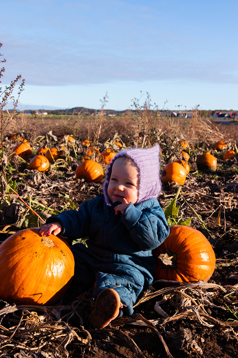 Pumpafält i Skåne, Halloween