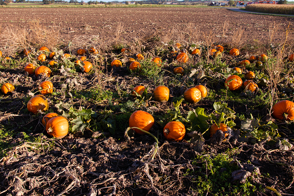 Pumpafält i Skåne, Halloween