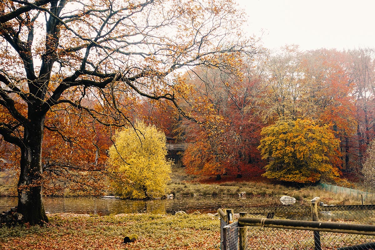 Skånesdjurpark på hösten