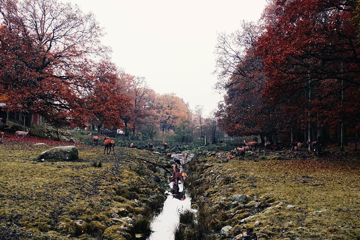 Skånesdjurpark på hösten