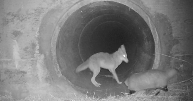 coyote blaireau