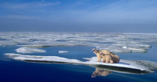 La banquise arctique