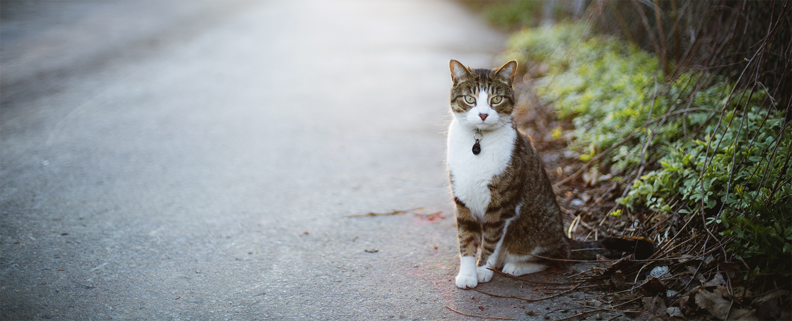 Promoting responsible pet ownership