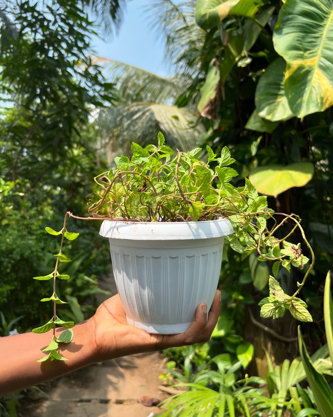 Potted plant via @Nkasiobilifestyle on Instagram 