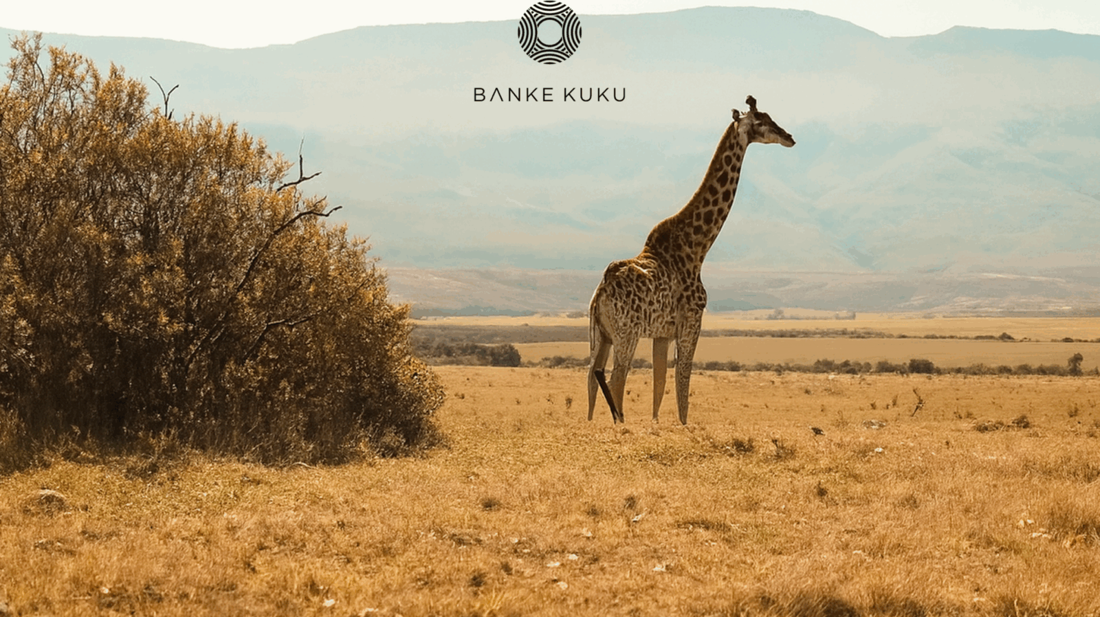 Savannah teaser via Robert Taylor Media