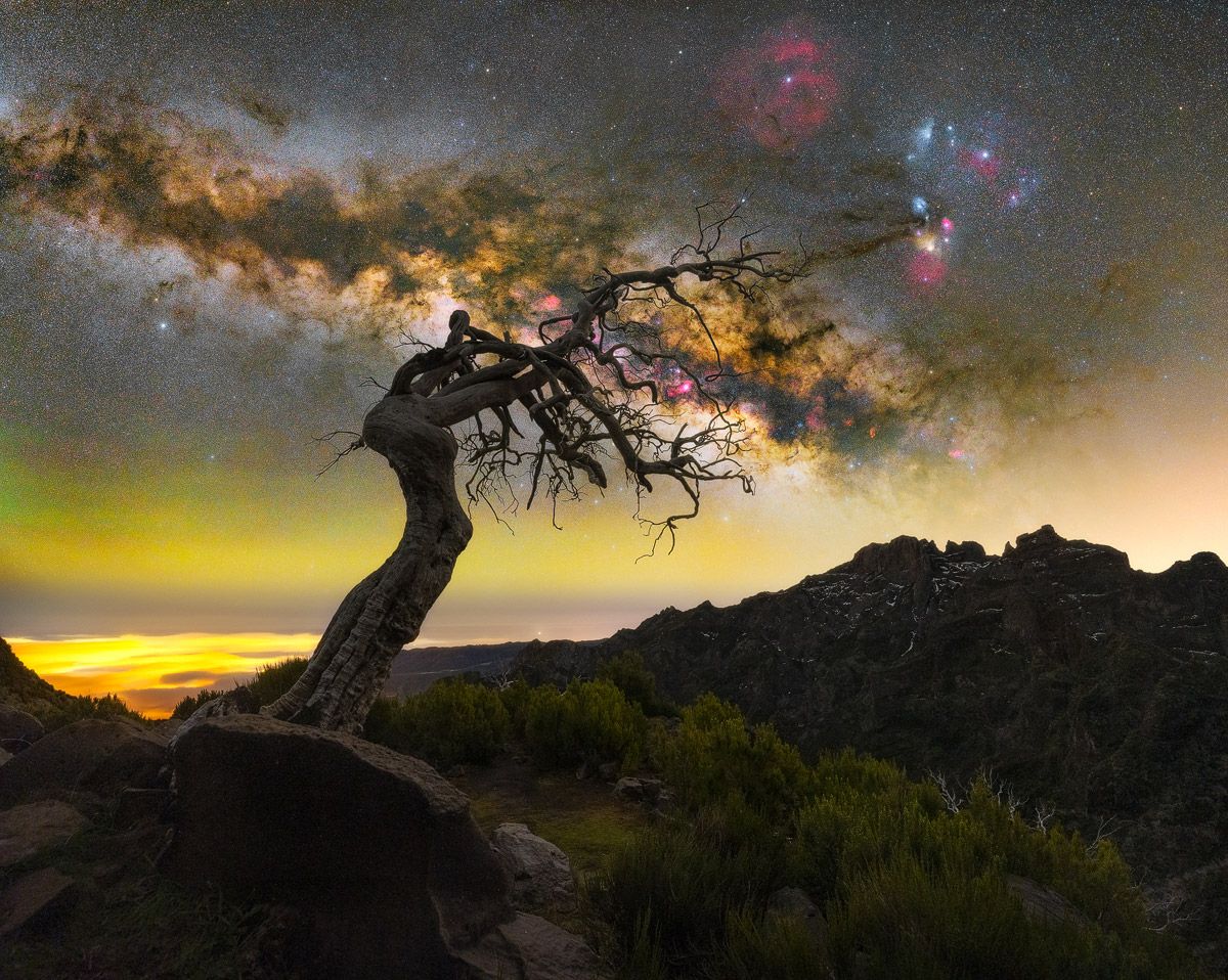 via lattea, albero vecchio, la palma, nebbia