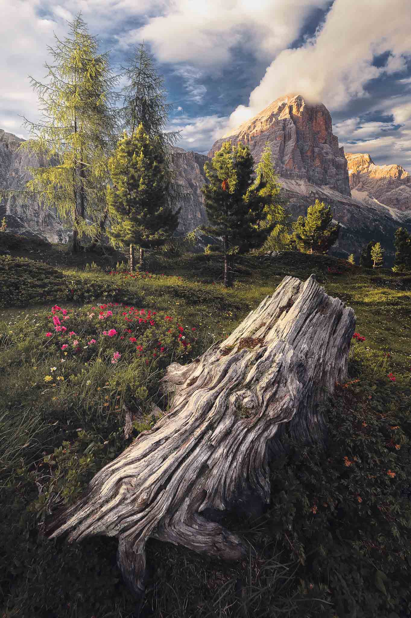 la tofana, dolomiti al tramonto tronco alberi