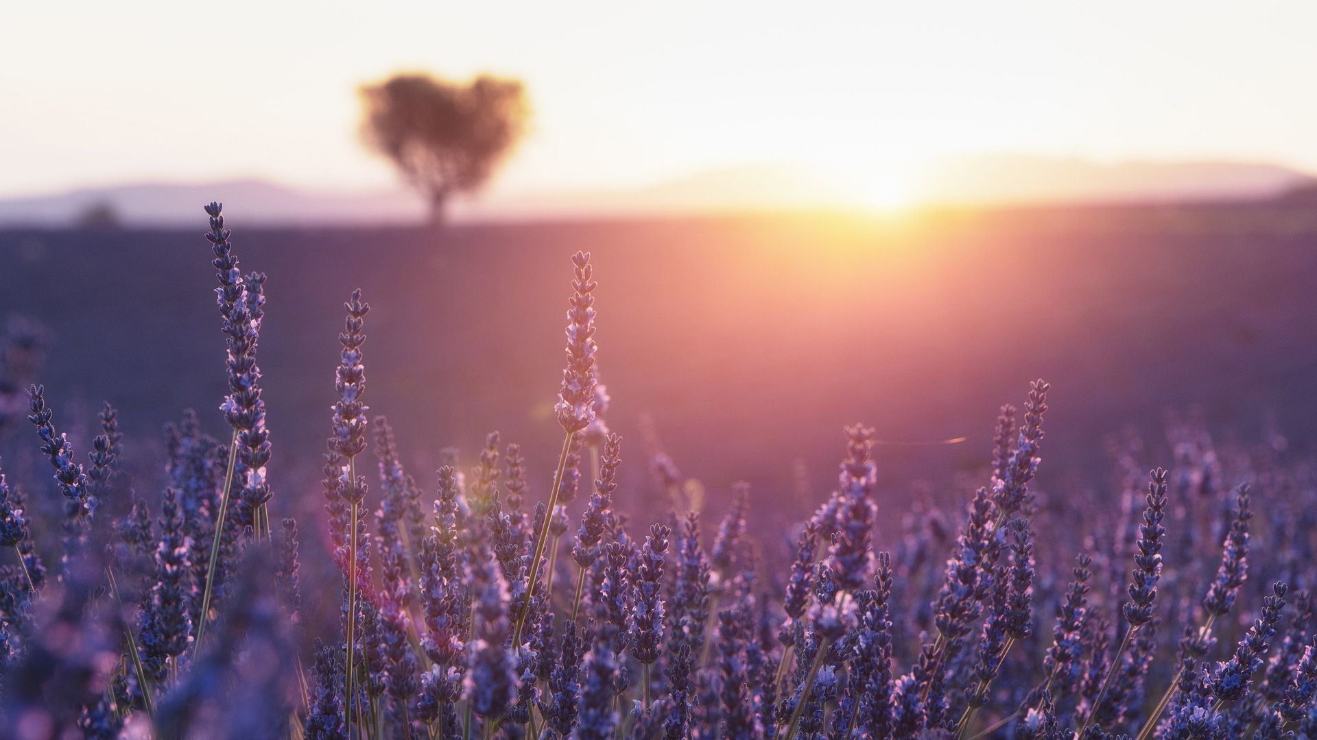 tramonto campi di lavanda viaggio fotografico provenza