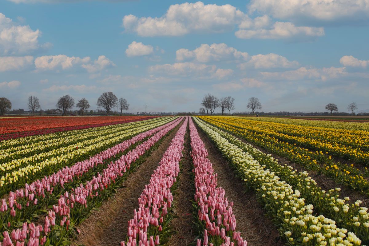 campi fioriti, tulipani viaggio fotografico olanda