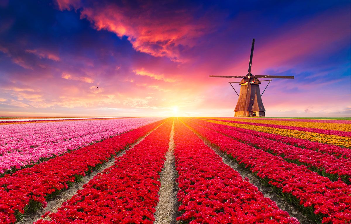 tramonto tulipani, mulini a vento viaggio fotografico Olanda