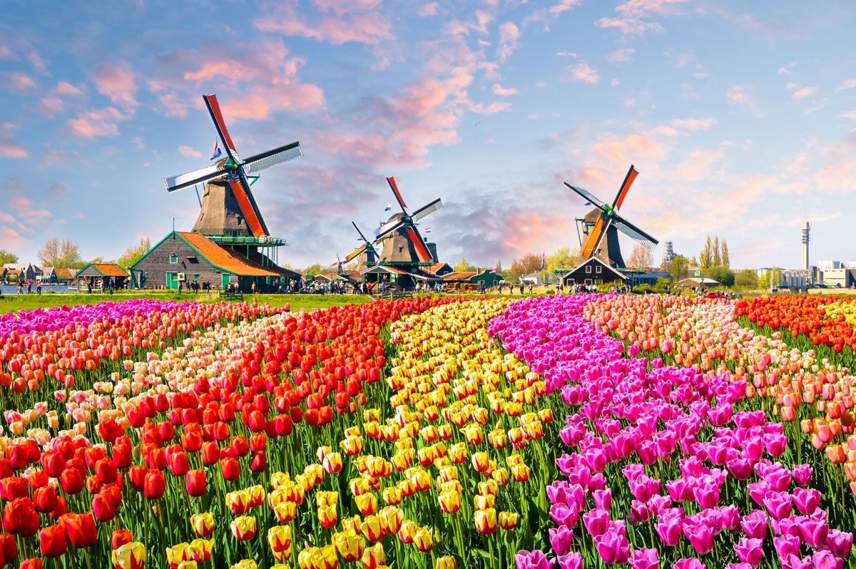 tulipani colorati, mulini a vento, viaggio fotografico olanda