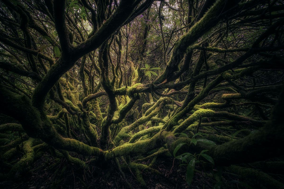 foresta, scozia, isola di skye fantasy