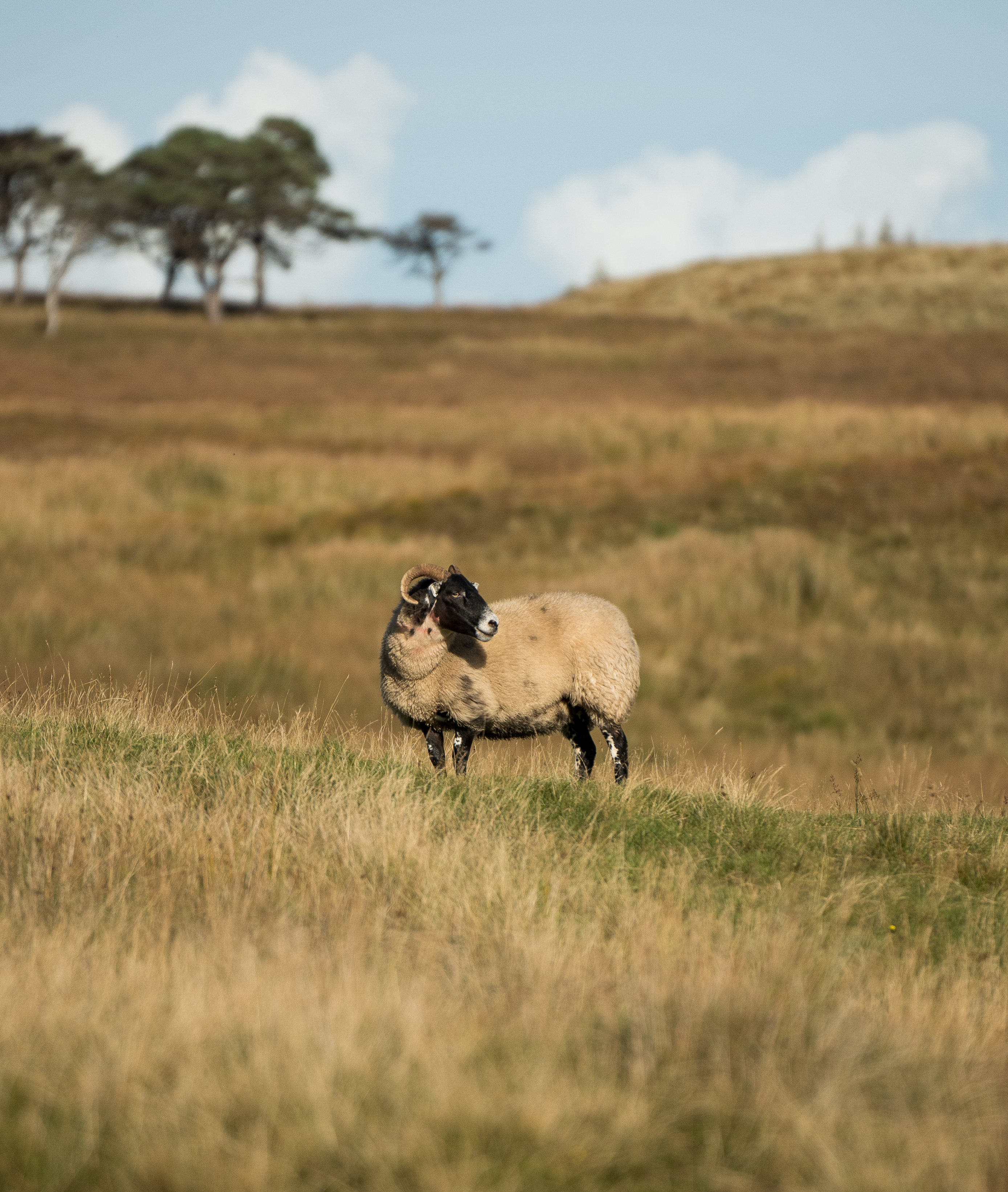 Windy Hill, Muirshiel Country Park