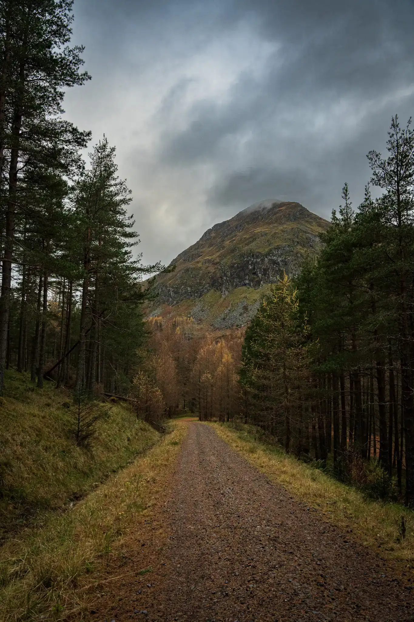 Gravel road through the forest