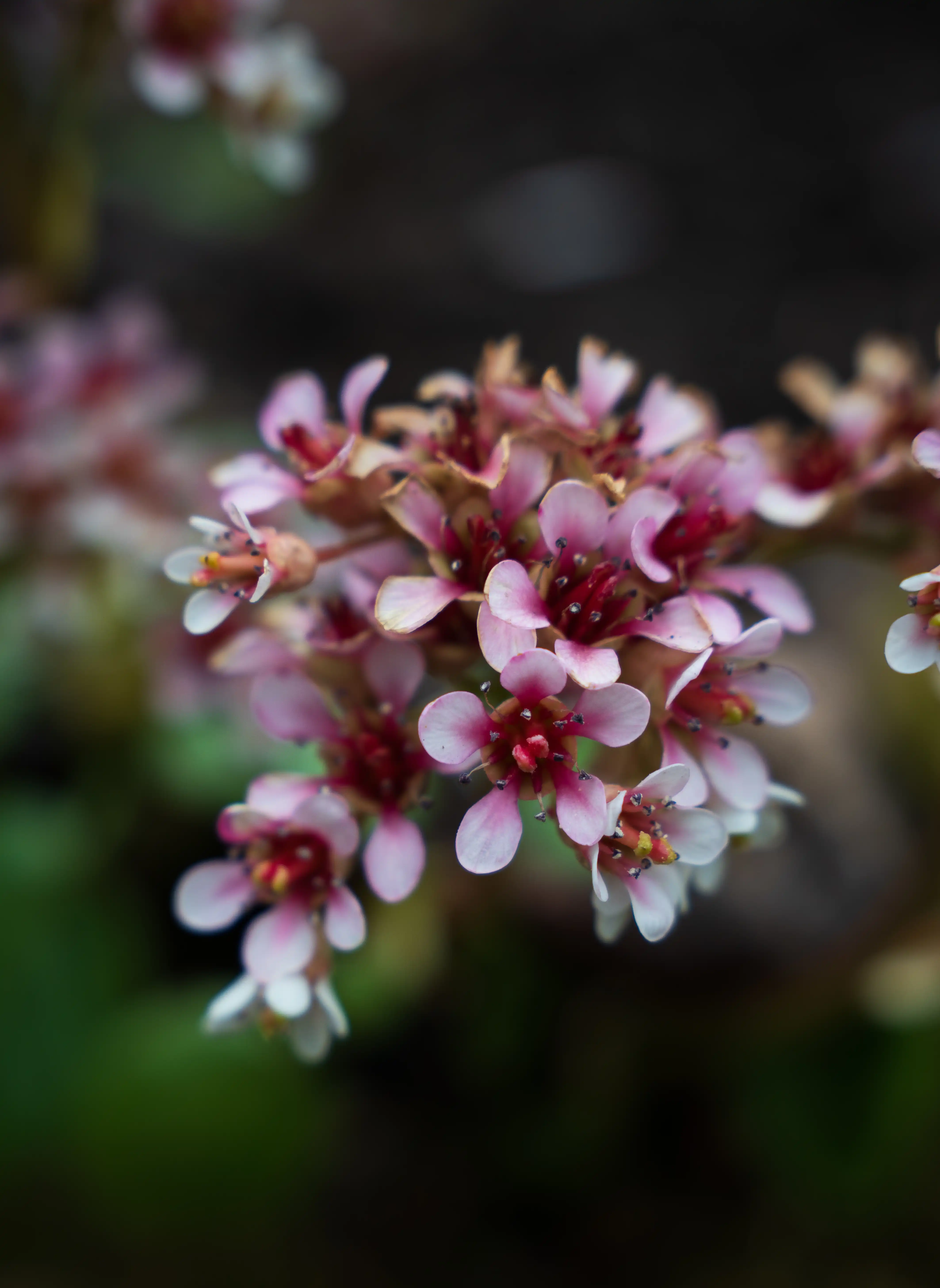 Flowers at Inverewe Gardens