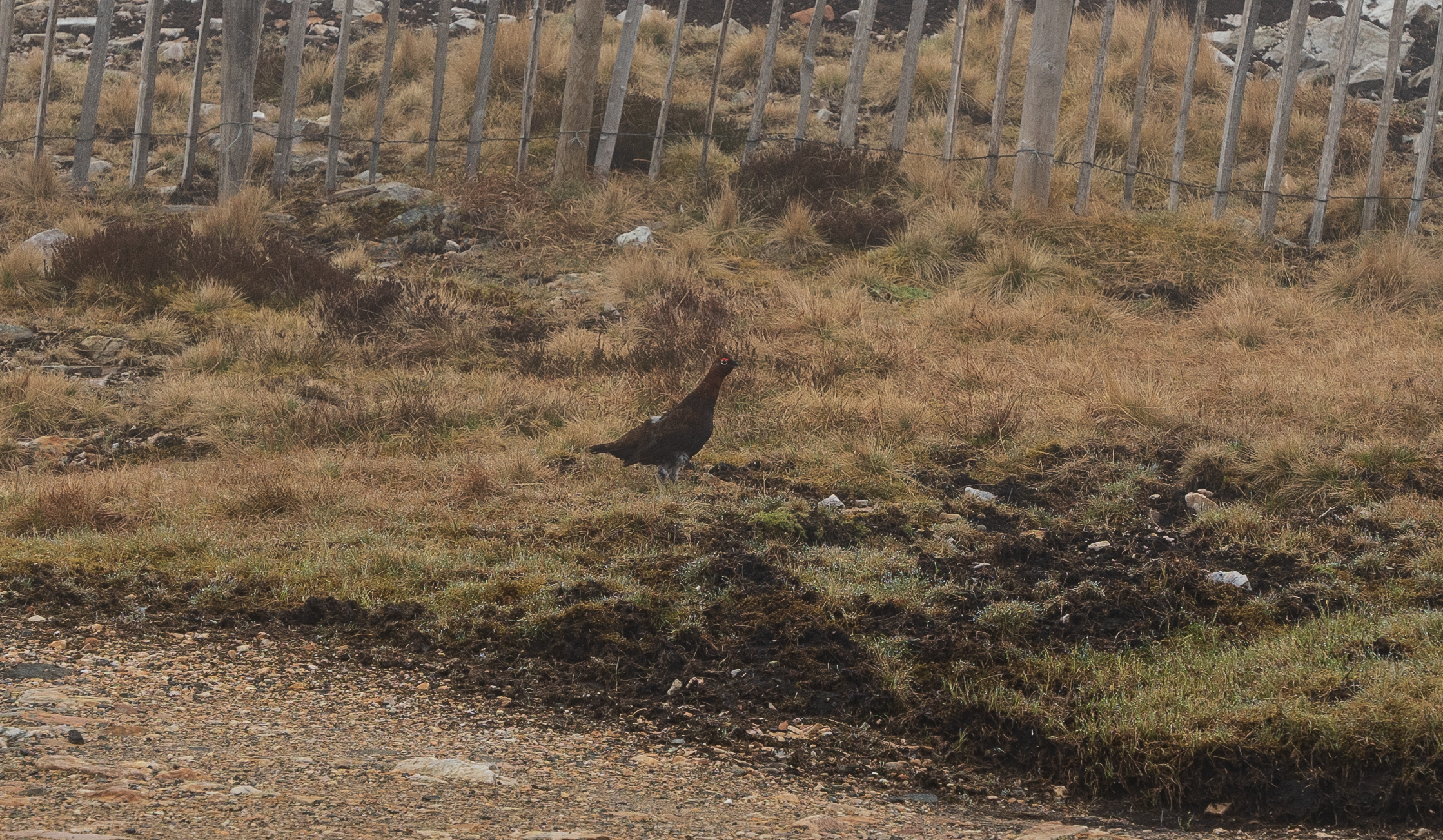 The Cairnwell Munros - Hike Report