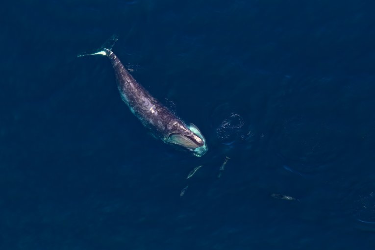 North Atlantic right whale swimming in sea