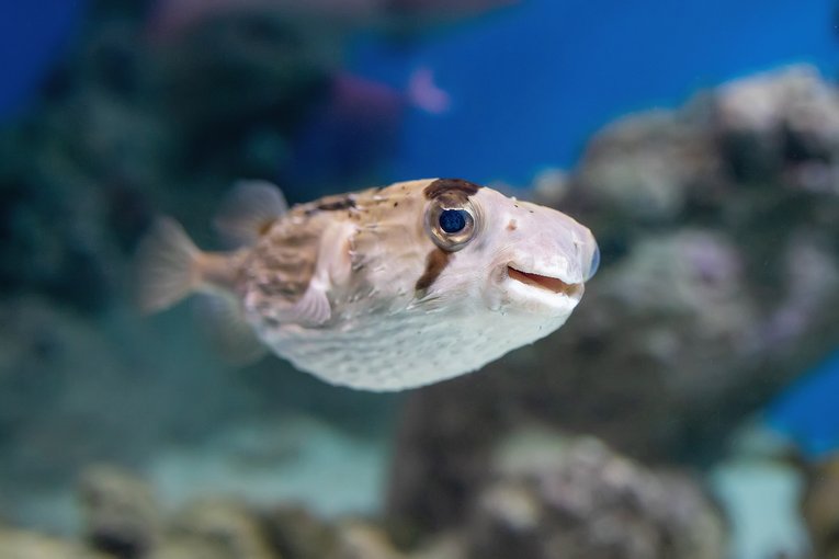 Porcupinefish