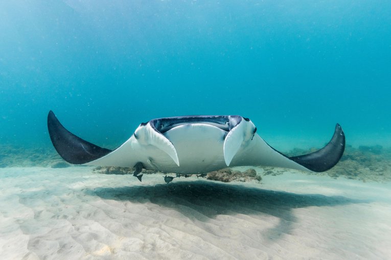 Manta ray in south Florida