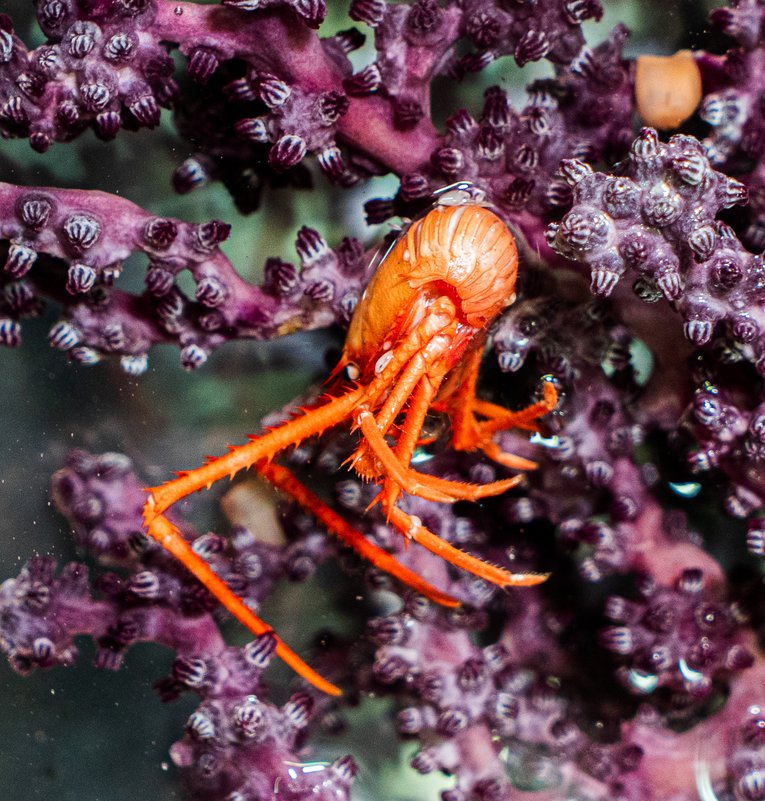 Eumunididae recorded in Japan's Nankai Trough expedition