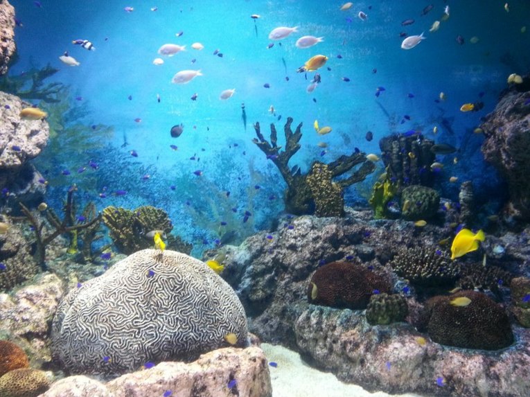 Fish underwater coral reef - Unsplash