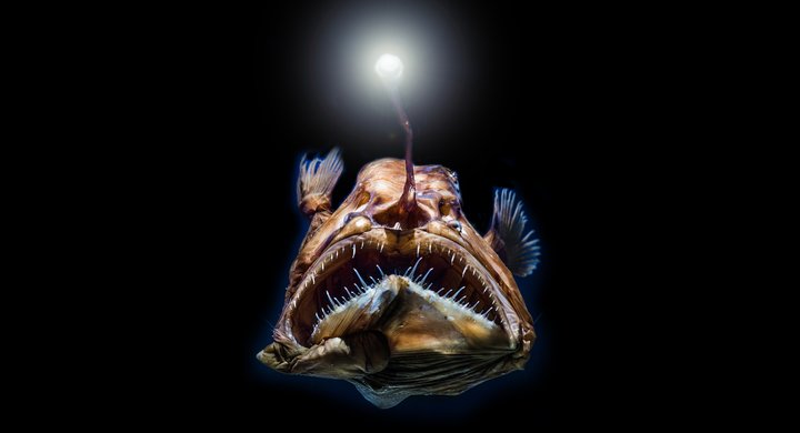 Anglerfish Super Joseph