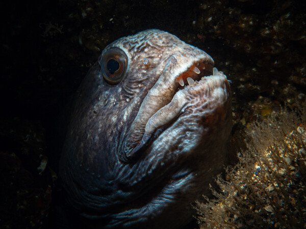 Atlantic Wolffish